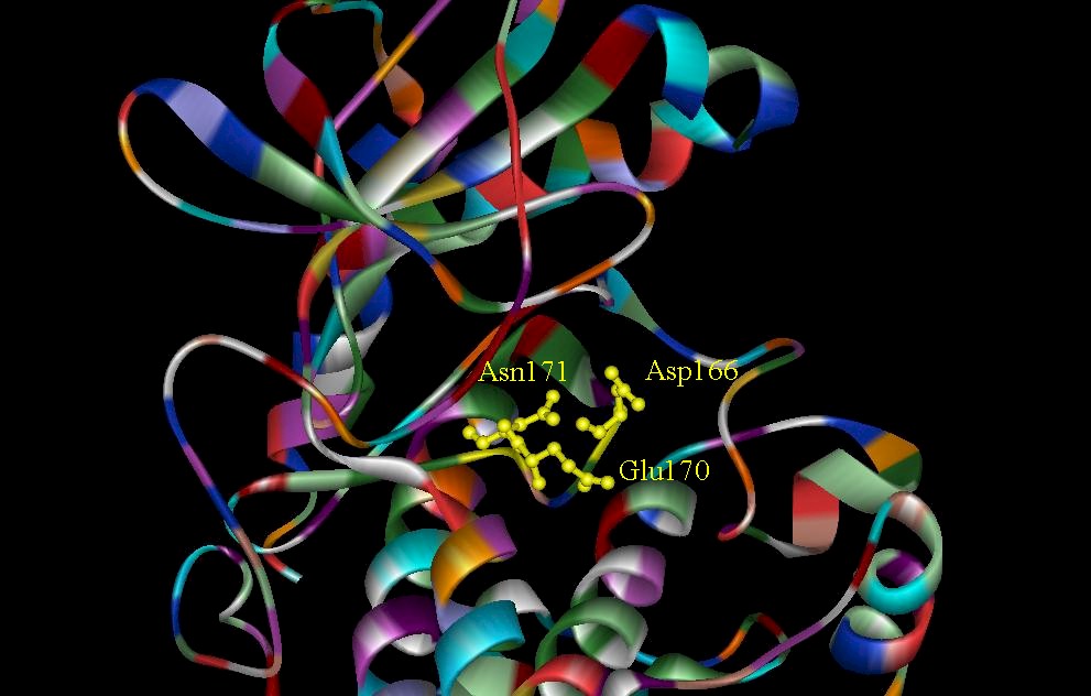 cAMP-3.jpg (95510 bytes)