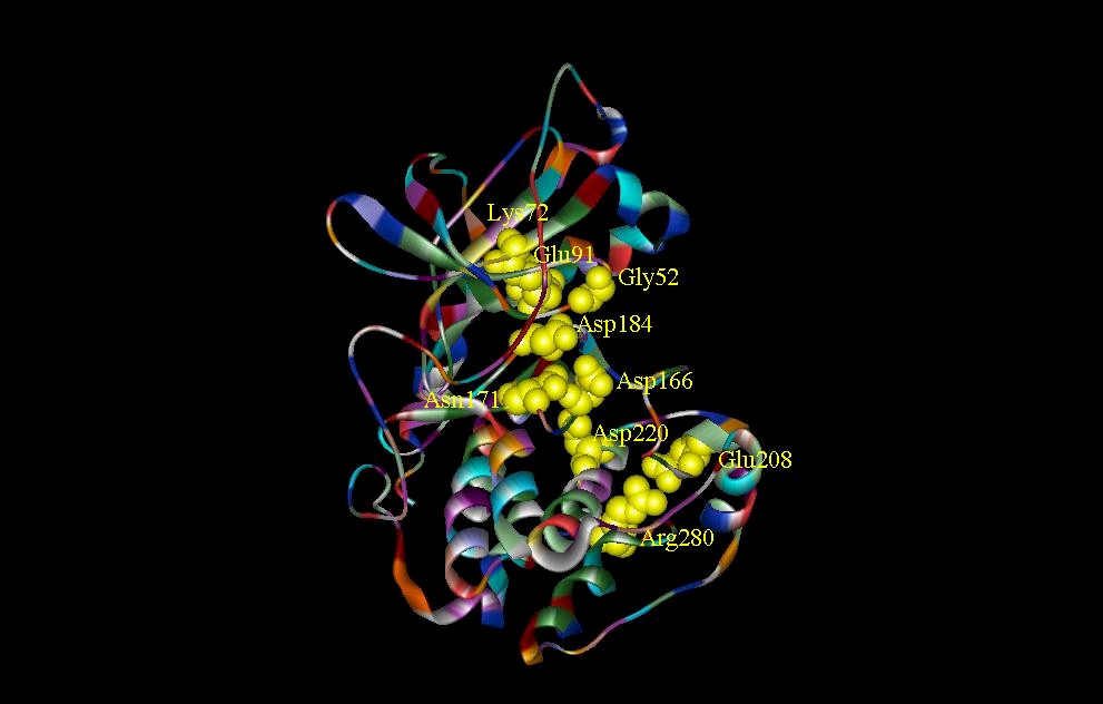 cAMP-7.jpg (66915 bytes)