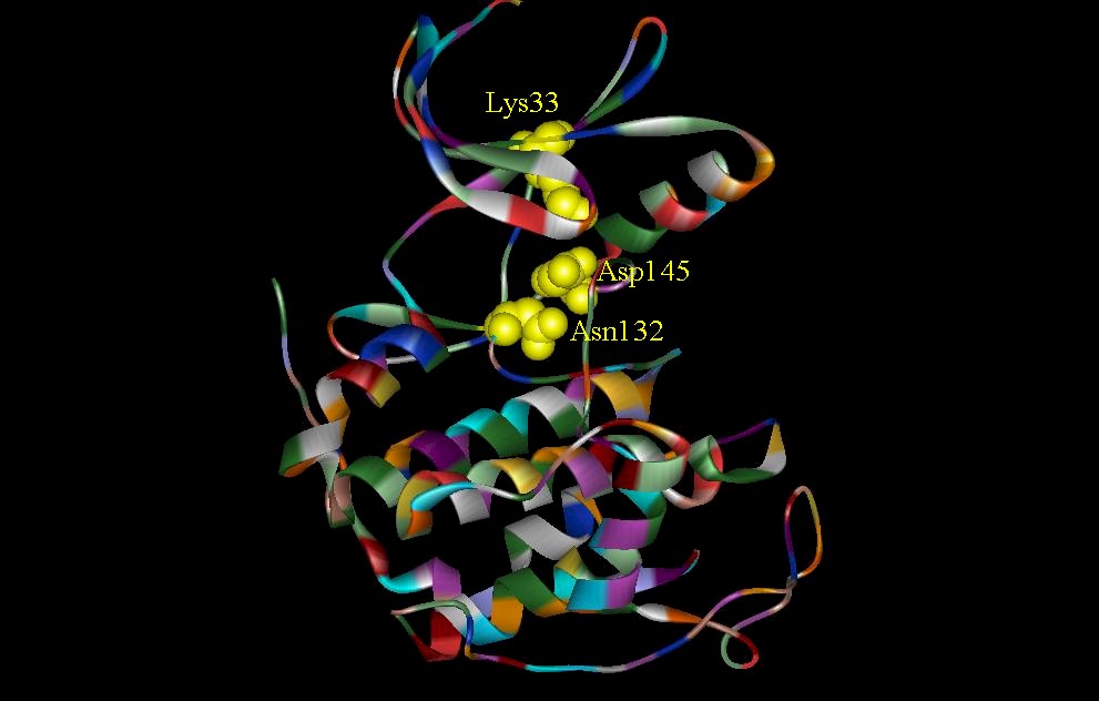 cdk2-2.jpg (66595 bytes)