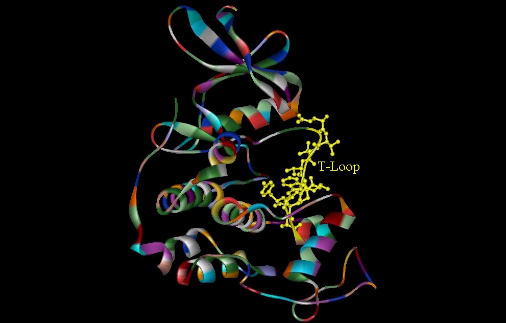 cdk2-5.jpg (66546 bytes)